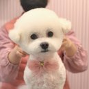 베베그루밍 | 미사 애견미용샵 [그루밍베베] 비숑가위컷 후기