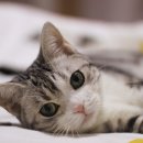 광진동물병원 이미지