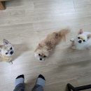 하단오거리 동물의료센터 이미지