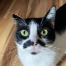 강아지세상 고양이세상 이미지