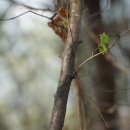 개암나무(깨금나무)... 이미지