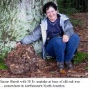 Maitake: The Magnificent ‘Dancing’ Mushroom 이미지