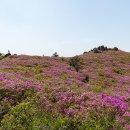 4월 29일 815차 보성 초암산 철쭉산행 신청 이미지