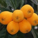 비파나무집 이미지