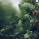 광은농장 이미지