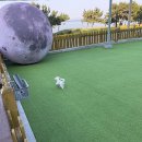 아라누리펜션 | 경북 울진 애견동반 오션뷰 가성비 숙소 강아지수영장 잔디운동장 있는 애견펜션 아라누리펜션 방문후기