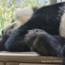 하우스랜드 | 260301 판다월드 세컨하우스 후기 에버랜드