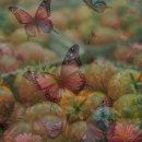 몸의형태 이미지