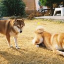 댕댕이 하우스 이미지