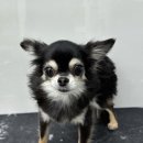 그루머솔 이미지