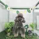 메르시도꾸 이미지