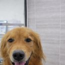 댕곤댕곤 이미지