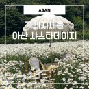 낭띠전원카페 | 충남 명소 아산 카페 지새울, 샤스타데이지 실시간 만개 상황!