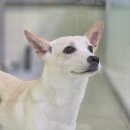 반려마루 화성 이미지