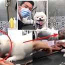 천사 애견 이미지