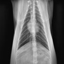 태일동물치과병원 이미지