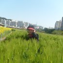 석대천 Daum카페