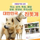 발통나라 | 진돗개를 키우기전 공부하자! 진돗개 역사, 성격, 특징, 질병예방, 주의점, 분양