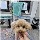 더 빛나개(the 빛나개) | 인제고양이무마취미용 따뜻한 명절, 빛나개와 함께하세요!