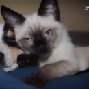 고병기동물병원 이미지