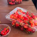 체리원 | 온몸이 떠거워지는 파주 약산체리원 체리따기 체험 후기