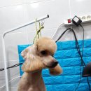 사랑해줄개 애견샵 이미지