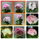 스텔라티스 이미지