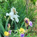 중앙메디칼보청기 이미지