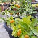 효성세탁크리닝 이미지