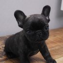 구산동 강아지 이미지