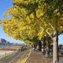 곡교천 은행나무길 이미지