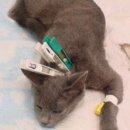 로잔동물의료센터 이미지