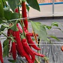 동천농장 이미지