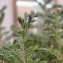 블루버드 이미지