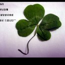 네잎클로버의 메아리 이미지