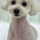 모랑펫살롱 이미지