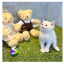 도그마루 강아지 고양이 마포용산점 이미지