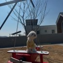 독채 애견스테이 이미지