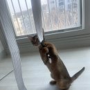 키르키르
