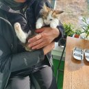 낭만고양이(강서점) 이미지