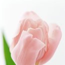 별플라워 이미지
