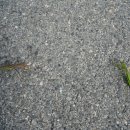 여미선착장 이미지