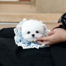 산청(통영) 이미지