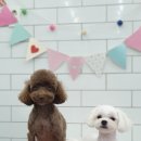 말티스토리 이미지