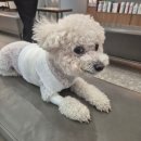 양주축협동물병원 | [양주 힐 동물병원] 발치, 스케일링 후기(호흡마취) / 건강검진 / 지방종 제거 - 24시 동물병원 내돈내산