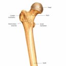 대퇴골(Femur) 이미지