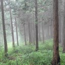 윤제림 편백숲 & 주월산 전망대 이미지