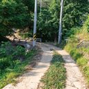 블루베리 지나 200M 이미지