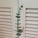 몽가모실 이미지