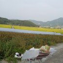 참새 허수아비 이미지